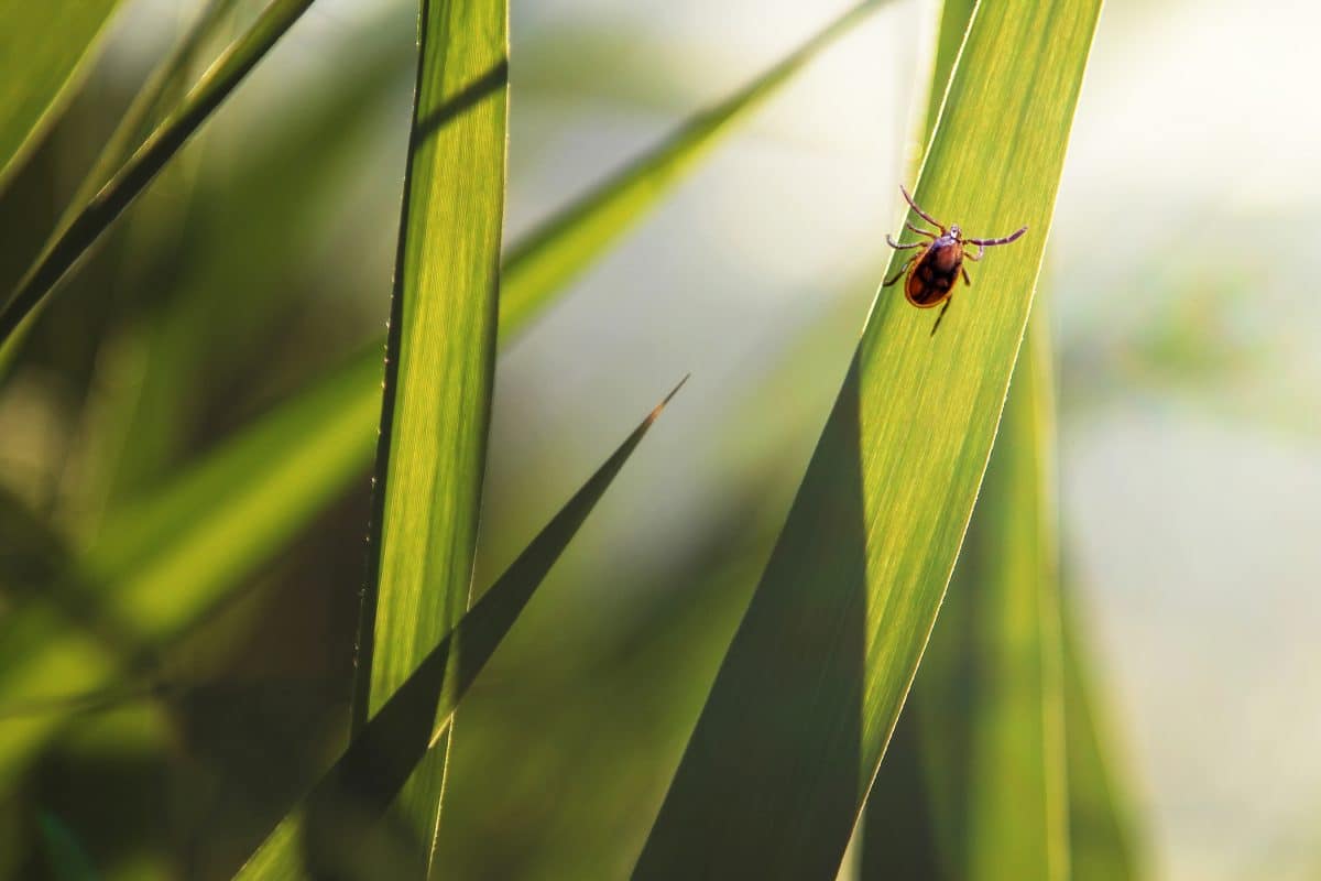 Teek In Gras